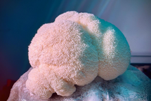 Load image into Gallery viewer, Lion's Mane Tincture - 2oz/60mL