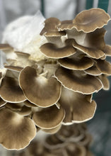 Load image into Gallery viewer, Weekly Mushroom Subscription - (LOCAL DELIVERY ONLY) ππ