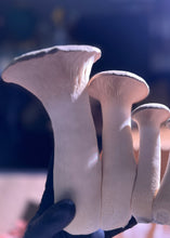 Load image into Gallery viewer, Weekly Mushroom Subscription - (LOCAL DELIVERY ONLY) ππ