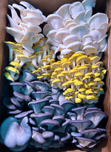 Load image into Gallery viewer, Biweekly Mushroom Subscription - (PICKUP ONLY)