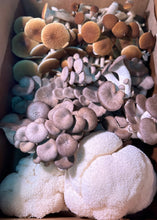 Load image into Gallery viewer, Weekly Mushroom Subscription - (LOCAL DELIVERY ONLY) ππ