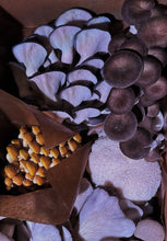 Load image into Gallery viewer, Bi-Weekly Mushroom Subscription - (LOCAL DELIVERY ONLY) ππ