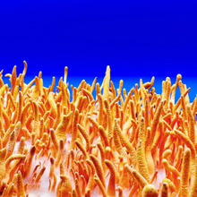 Load image into Gallery viewer, Cordyceps Tincture - 2oz/60mL