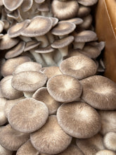 Load image into Gallery viewer, Weekly Mushroom Subscription - (LOCAL DELIVERY ONLY) ππ