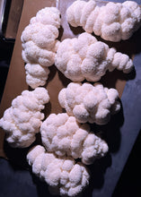 Load image into Gallery viewer, Weekly Mushroom Subscription - (LOCAL DELIVERY ONLY) ππ