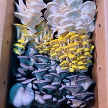 Load image into Gallery viewer, Weekly Mushroom Subscription - (LOCAL DELIVERY ONLY) ππ