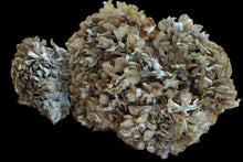 Load image into Gallery viewer, Maitake Tincture - 4oz/120mL