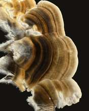 Load image into Gallery viewer, Turkey Tail Tincture - 2oz/60mL