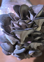 Load image into Gallery viewer, Weekly Mushroom Subscription -  (PICKUP ONLY)
