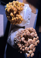 Load image into Gallery viewer, Weekly Mushroom Subscription -  (PICKUP ONLY)
