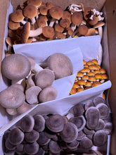Load image into Gallery viewer, Weekly Mushroom Subscription -  (LOCAL DELIVERY ONLY) 🚙🚙
