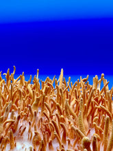 Load image into Gallery viewer, Cordyceps Tincture 2 oz.

