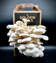 Load image into Gallery viewer, Snow Oyster Future Farm

