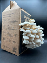 Load image into Gallery viewer, Snow Oyster Future Farm
