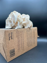 Load image into Gallery viewer, Snow Oyster Future Farm
