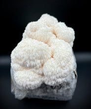 Load image into Gallery viewer, Lion&#39;s Mane Tincture 2 oz.
